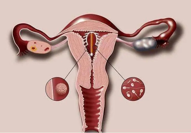 试管人工周期在女性月经第25天的时候移植胚胎正常吗